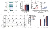 Positive proof-of-concept experiments may lead to the world's first treatment for celiac disease