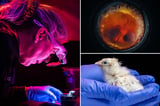 Chicks hatched from artificial eggs in scientific first — it could a game-changer for bringing extinct animals back to life