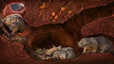 Two Jurassic Mammal Relatives Had Uniquely Shaped Jaw Joints