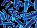 Small peptide produced by gut bacteria identified as key factor in kidney fibrosis