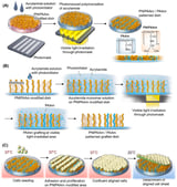 Striped Surfaces Unlock Stem Cells’ Healing Power