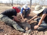Fresh fossil finds in Africa shed light on the era before Earth's largest mass extinction