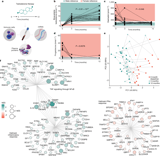 Immune system adaptation during gender-affirming testosterone treatment