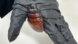 Australian cockroach kingpin caught with 100,000 illegal insects in record bug bust