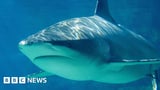 Australia: Teenage girl killed in shark attack near Brisbane