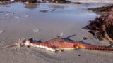 Grim call on algal bloom horror