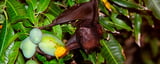Virus Discovery Among Bats in China Fruit Orchards Draw Exposure Concerns