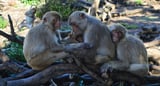 Keeping fewer friends protects aging monkeys from diseases, study finds