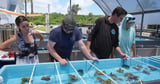 South Florida researchers bring endangered coral ashore to protect them from a "really bad year" for coral bleaching
