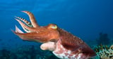 'Cuttlefish' Zero-Click Malware Steals Private Cloud Data