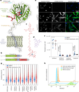 PET-based tracking of CAR T cells and viral gene transfer using a cell surface reporter that binds to lanthanide complexes