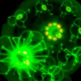 New Cell Imaging Technique Illuminates Previously Hidden Cellular Blind