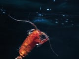 Tiny ocean heroes play a massive role in Southern Ocean carbon storage - British Antarctic Survey