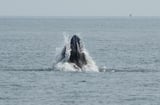 Whales spark joy in New York but face threats from boat traffic