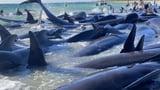 ‘Amazing’: 200 beached whales saved