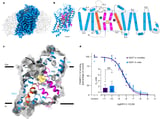 Cocaine discovery could pave way for treatment for substance abuse