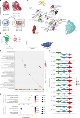 Human adult and pediatric multimodal transcriptomic atlas of progression from pressure-loaded to failing right ventricle