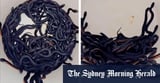 ‘Snake after snake kept coming’: 100 red-bellied black snakes removed from Sydney backyard