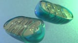 How Mitochondria Read Their DNA