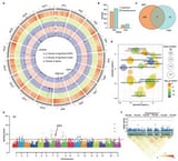 Sunflower’s salt-survival switch comes into focus