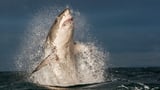 Ecosystem disrupted following the disappearance of Great white shark