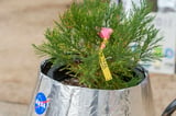 A Southern California school plants a 'Moon Tree' grown with seeds flown in space