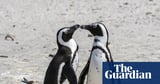 60,000 African penguins starve to death after sardine numbers collapse – study