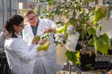 Clemson receives $11 million Bezos Earth Fund grant for sustainable cotton research