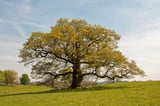 English oaks can withstand warming – but other trees will struggle