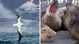 Deadly disease fears on remote Aussie island