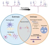 Neural Circuit Remodeling: Mechanistic Insights from Invertebrates