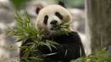 They’re cute, cuddly and coming to America: China’s newest panda diplomats headed for Washington | CNN