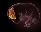 Senescent Cells Are Essential for Building the Brain’s Barriers