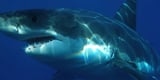 New law will make shark attack alerts eligible for FCC emergency notifications