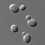Humble Yeast Has Planetary Survival Skills
