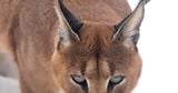Dark Caracal Adds New Malware to Cyber Espionage Arsenal