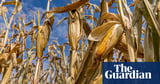 Corn sweat: crop moisture amplifies humidity and heat in US midwest