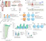 Treatment of a severe vascular disease using a bespoke CRISPR–Cas9 base editor in mice