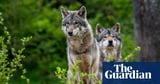 Reintroducing wolves to Highlands could help native woodlands, says study