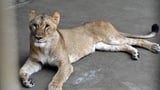 Three lions die in Tokyo as record-breaking temperatures hit East Asia