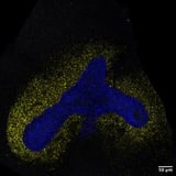 AI model decodes the language cells use to communicate