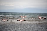 Protests Erupt in Albania Over Luxury Resort in Protected Wetlands