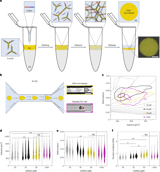 DNA microbeads for spatio-temporally controlled morphogen release within organoids