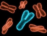 Programmable Chromosome Engineering systems enable precise DNA manipulations