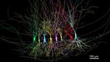 Study Finds Hippocampus Develops from Dense Network to Streamlined Memory System After Birth - SSBCrack News