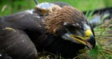 Sir David Attenborough names golden eagle chick hatched in Scotland