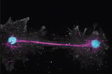 Fire amoeba breaks heat tolerance record for complex life