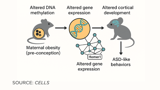 UH study links maternal obesity to autism-like traits in offspring | University of Hawaiʻi System News