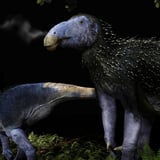 This 125 Million-Year-Old Dinosaur Had Spikes Like a Porcupine
