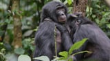 Bonobos in Congo form girl groups to fend off male aggression, study says | AP News
